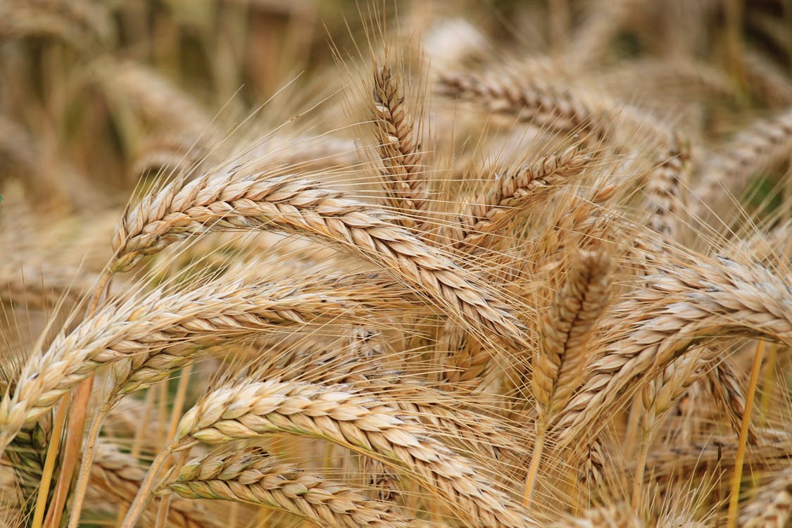 Ripe wheat ears in the field before milling